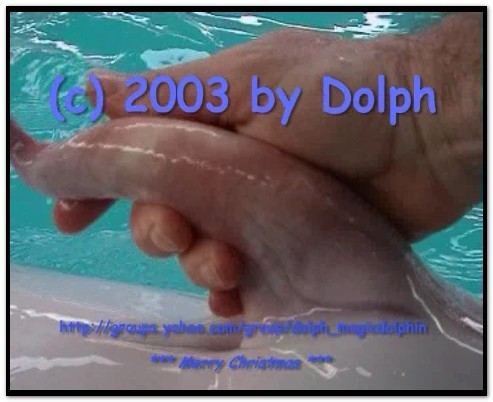 Dolphin Animal Sex Porn - Dolphin Male Cumming2 | BEASTEXTREME ZOO PORN