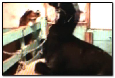 Bodil Joensen - Giving Horse A Handjob