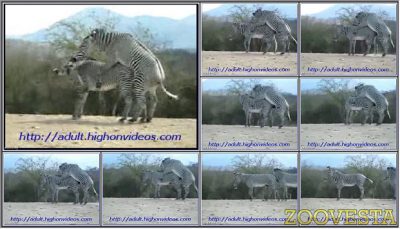 0032 - EXTREME SCENES OF SEX WITH VARIOUS ANIMALS