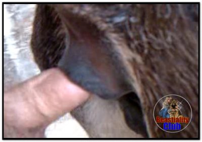 0170 - Donkey Anal, man penetrates female donkey anal 0170 - Donkey Anal, man penetrates female donkey anal