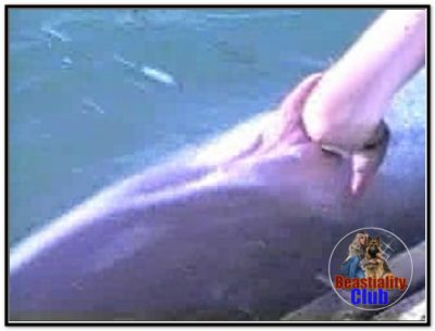 0172 - Dolphin Errection