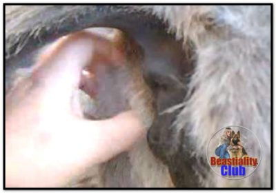 0173 - Donkey Bottom Scratching (mare), I scratch her ass and she shows off