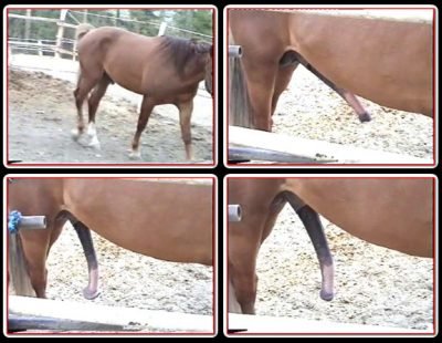 069 - BIG Horse Cock