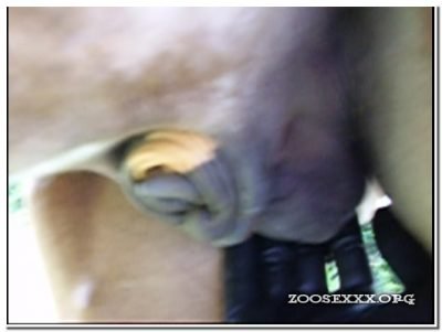 0187 - Fetish Ponyplay, Latexgloved Ballmassage