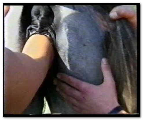 Horse Fisting Horse Fisting